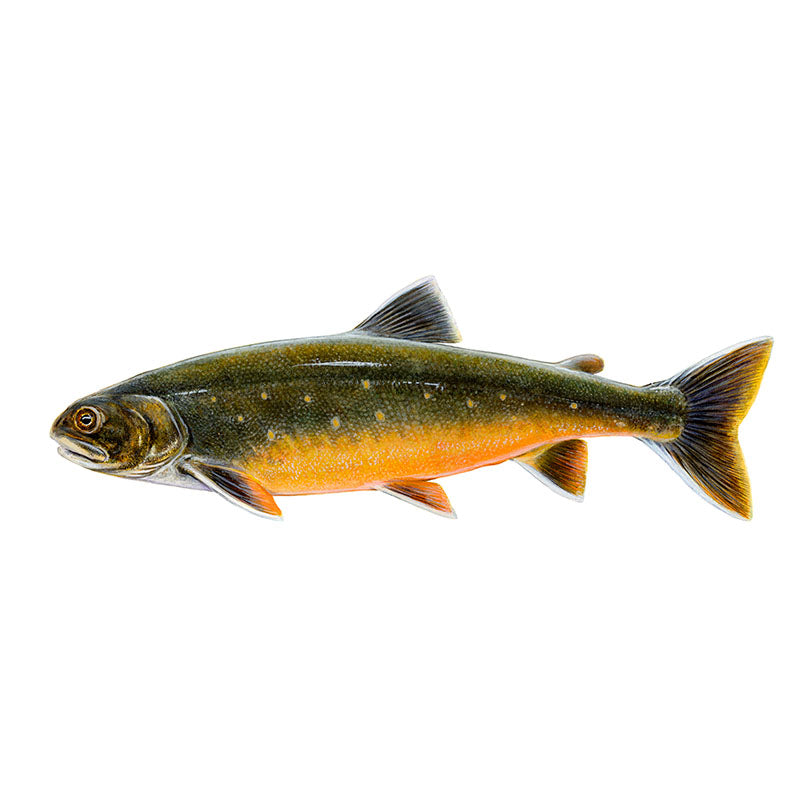 Bleikja