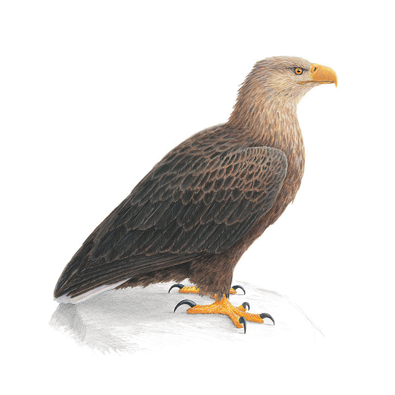 Haförn