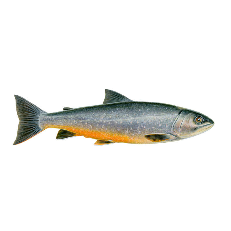 Bleikja