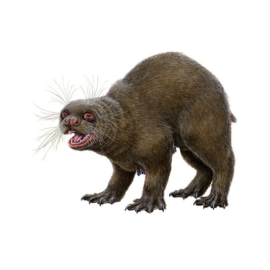 Fjörulalli