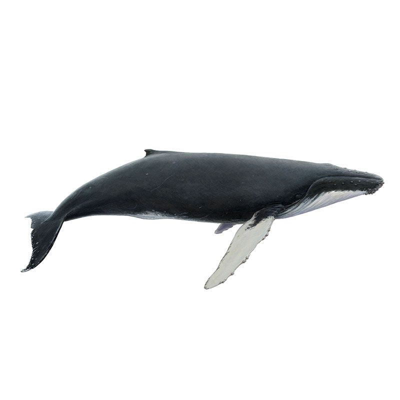 Hnúfubakur