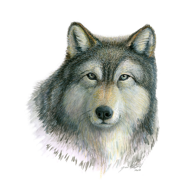 Úlfur